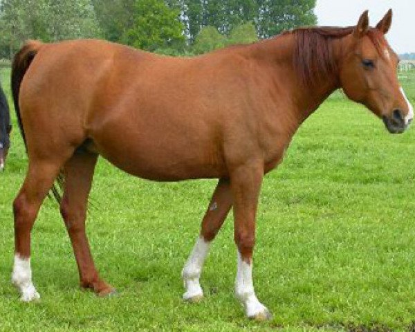 broodmare Sjakoera ox (Arabian thoroughbred, 1990, from Pernod ox)