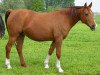 broodmare Sjakoera ox (Arabian thoroughbred, 1990, from Pernod ox)