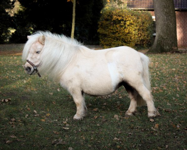 broodmare Curly von der Wartal (Shetland pony (under 87 cm), 2014, from Paradox a.d.Westerwald)