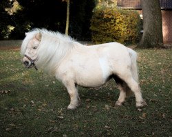 Zuchtstute Curly von der Wartal (Shetland Pony (unter 87 cm), 2014, von Paradox a.d.Westerwald)