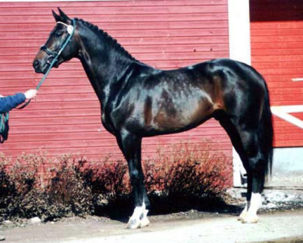 stallion Ra 106 FIN (Royal Warmblood Studbook of the Netherlands (KWPN), 1998, from Concorde)