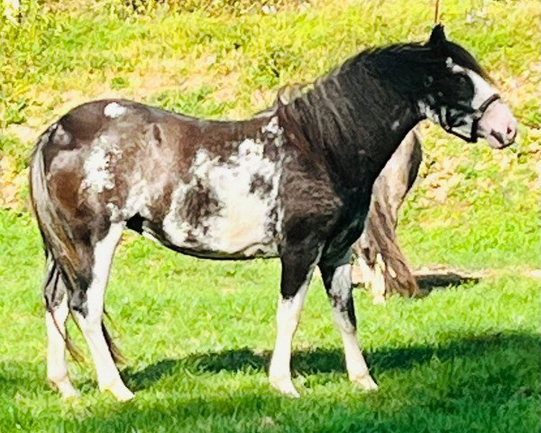 horse Sita De Holala (Criollo, 2020)