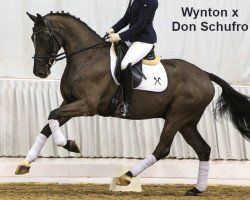 dressage horse Wyndigo (Hanoverian, 2012, from Wynton)