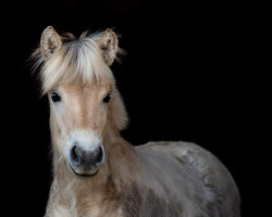 Pferd La Vaiana von Nordlys (Fjordpferd, 2022, von Vinnebo)