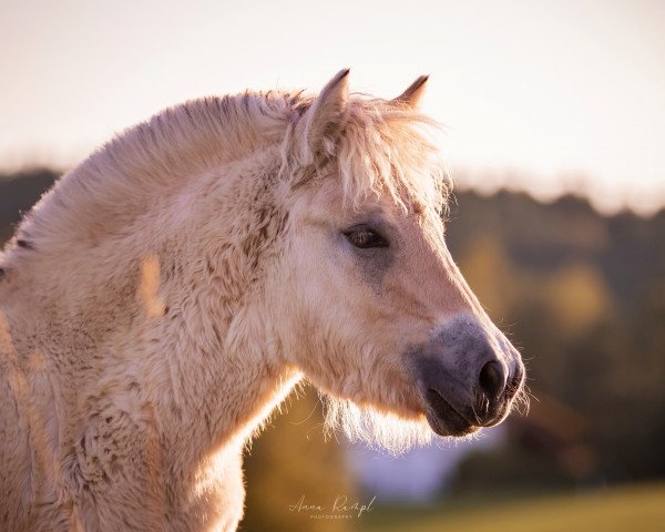 horse Lafinya von Nordlys (Fjord Horse, 2023, from Goran)