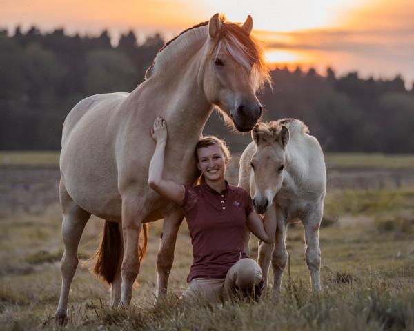 Pferd Kalimero von Nordlys (Fjordpferd, 2021, von Kristofferson)