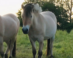 horse Njørdur von Nordlys (Fjord Horse, 2020, from Njord Halsnæs)