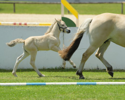 horse La Merida von Nordlys (Fjord Horse, 2022, from Maurids)