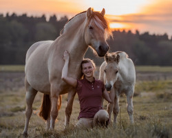 broodmare Leandrå (Fjord Horse, 2016, from Damar)