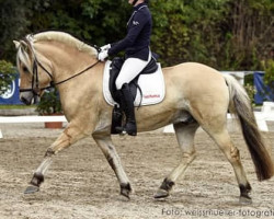 horse Danilo (Fjord Horse, 2013, from Damar)