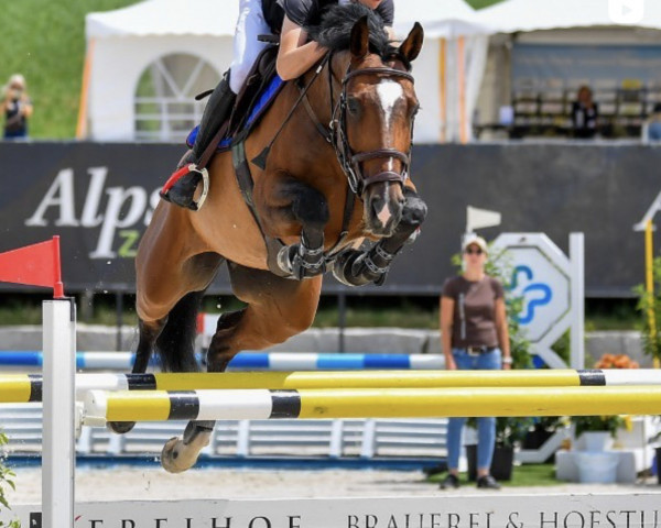 jumper Clara Della Kotta (German Sport Horse, 2017, from Casario)