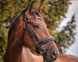 broodmare Feengold 17 (German Sport Horse, 2019, from Danone 4)