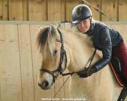 horse Rudi (Fjord Horse, 2015, from Rollo)