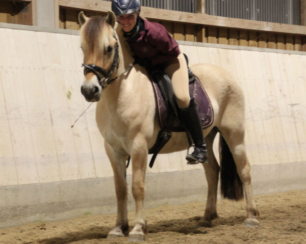 horse Gogo (Fjord Horse, 2018, from Golf Gudenå)