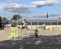 jumper Don Camillo 300 (German Sport Horse, 2016, from Diacontinus)