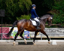 dressage horse Zoom‘s Zafir (Westfale, 2018, from Zoom)