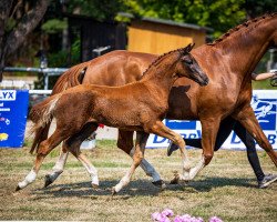 dressage horse Fedeli (Hanoverian, 2023, from Feliciano)