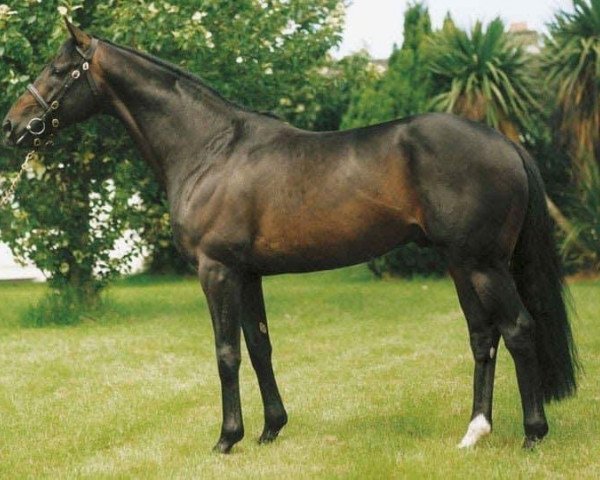 stallion Presenting xx (Thoroughbred, 1992, from Mtoto xx)