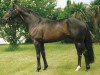 stallion Presenting xx (Thoroughbred, 1992, from Mtoto xx)