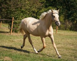 Dressurpferd Miss Dior du Valchêne (Deutsches Reitpony, 2022, von Gold Edition D)