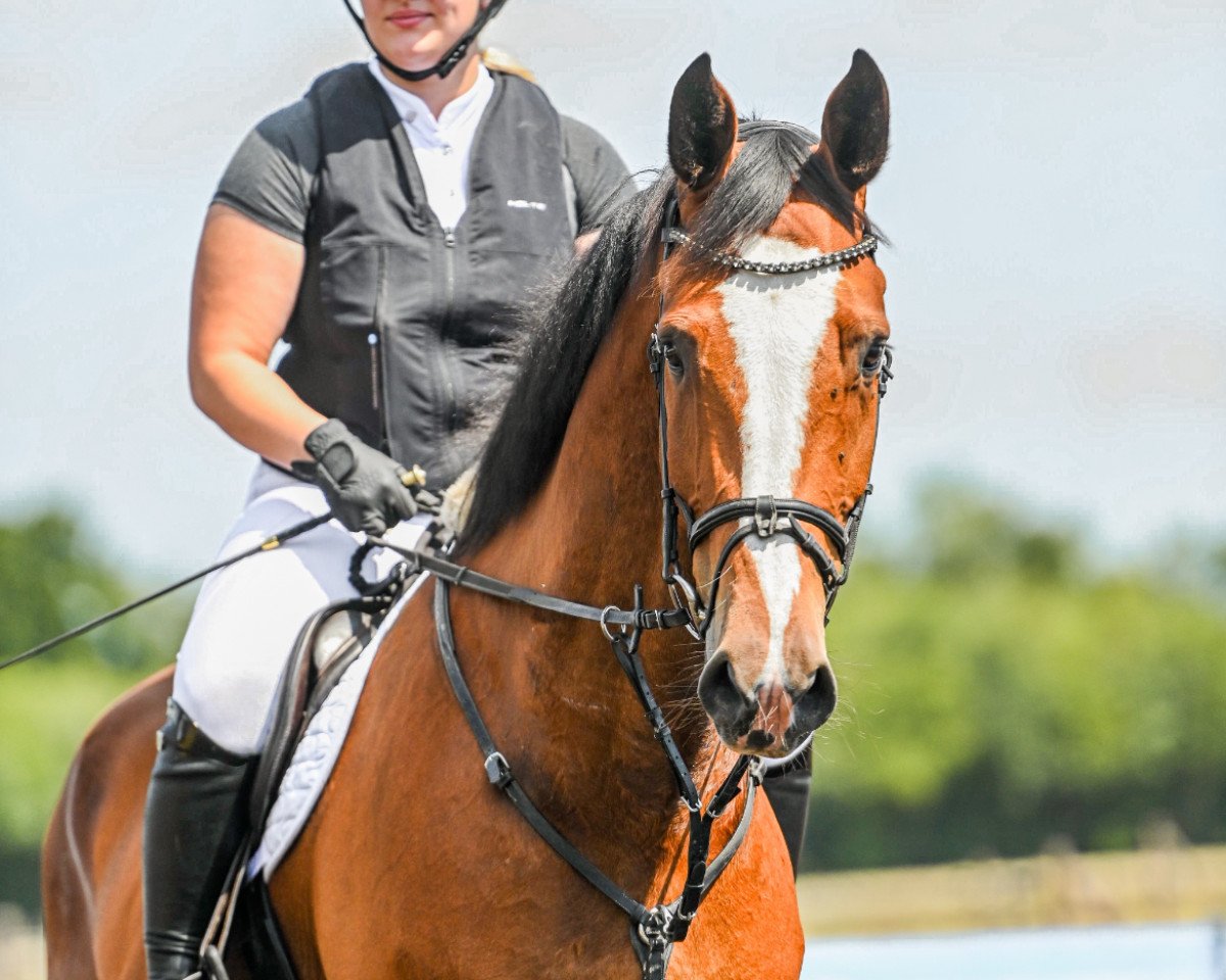 Springpferd Call me Conny (Holsteiner, 2017, von Cannavaru)