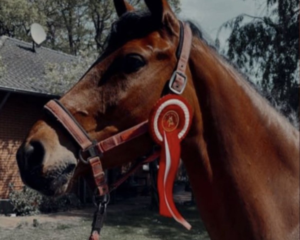 Springpferd Calisi Capone (Westfale, 2017, von Comme il Faut)