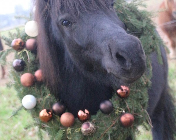 dressage horse Prinz Poseidon (unknown, 2012)