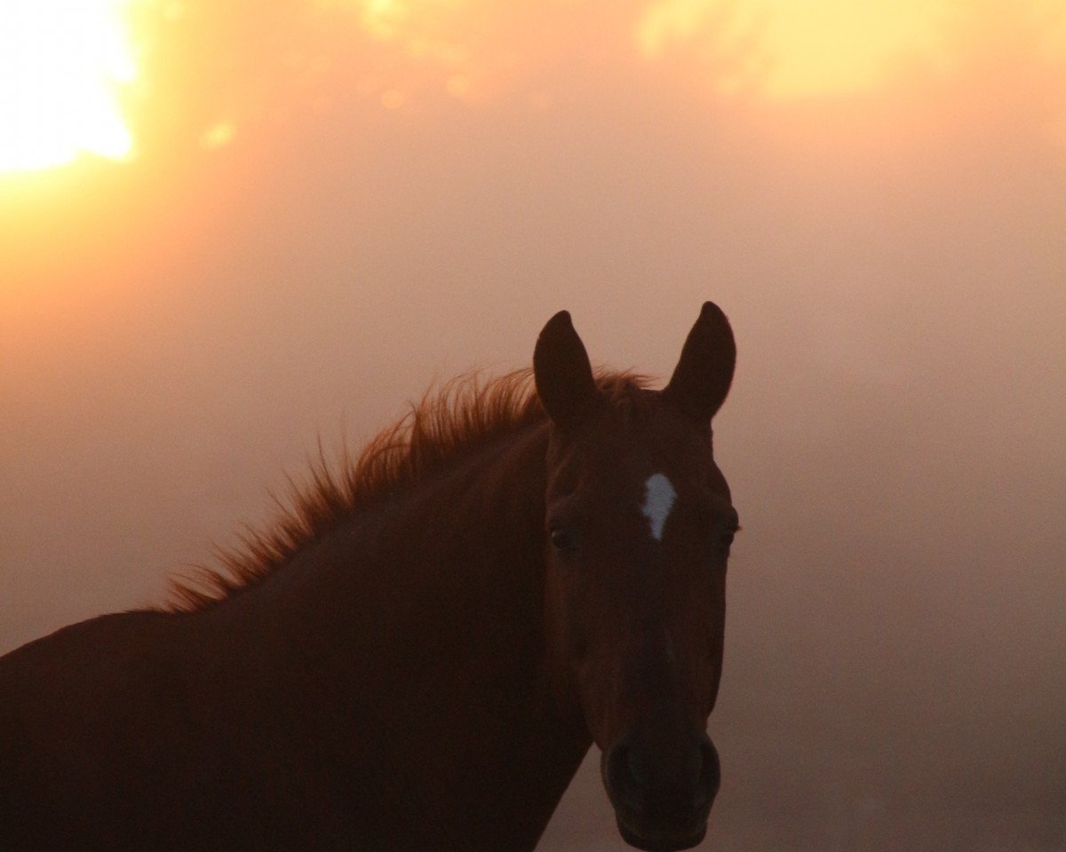 Springpferd La Bella Vita 2 (unbekannt, 2007)