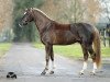 stallion Tropentänzer (German Riding Pony, 2018, from Tropenwind)