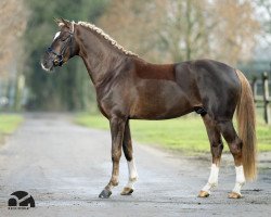 dressage horse Tropentänzer (German Riding Pony, 2018, from Tropenwind)