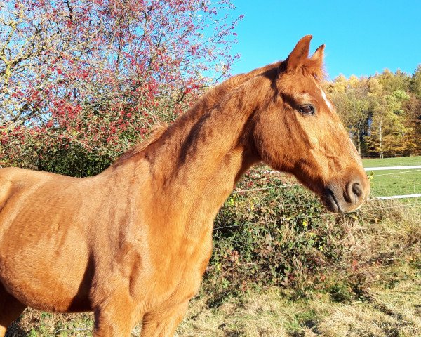 Pferd Karusch (Württemberger, 1990, von Korporal)