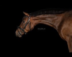 dressage horse Dunkin (German Riding Pony, 2019, from D-Power AT)