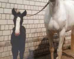 broodmare Georgina Pi (Rhinelander, 1989, from Grosso Z)