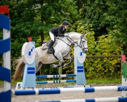 dressage horse Baltimo (Hungarian Warmblood, 2017)