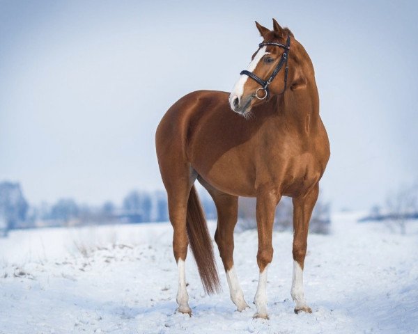 Pferd Speedy (Deutsches Sportpferd, 2009, von Werenfels)