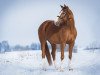 Pferd Speedy (Deutsches Sportpferd, 2009, von Werenfels)