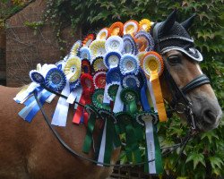 dressage horse Apollo (Haflinger, 2002, from Artist)