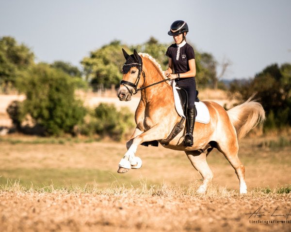 dressage horse Struwwelpeter 10 (Haflinger, 2019, from Stalusiarè BE)