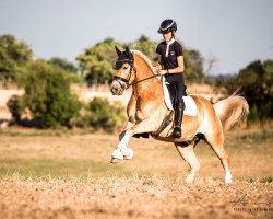 Dressurpferd Struwwelpeter 10 (Haflinger, 2019, von Stalusiarè BE)