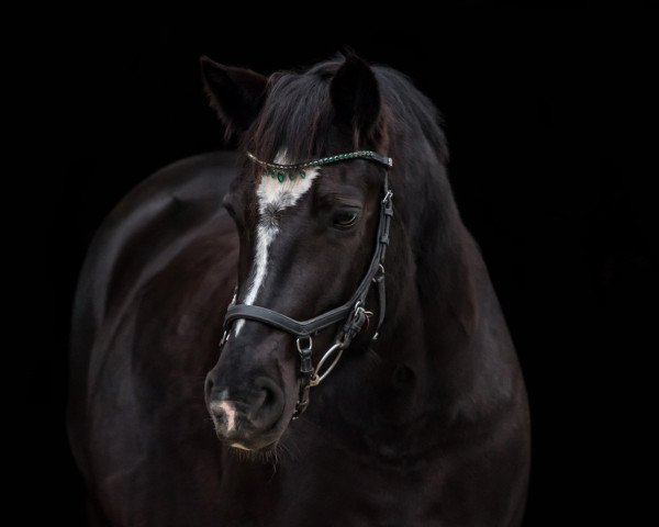 jumper Miss Black Maddy (unknown, 2011)