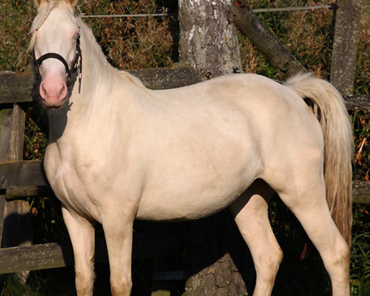 Zuchtstute Llanidan Tanwen (Welsh-Cob (Sek. D), 2010, von Hermas Golden Lloyd)
