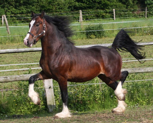 stallion Llanmorlais Express (Welsh-Cob (Sek. D), 2008, from Crugybar Mabon Mai)