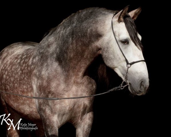 horse Desertor SF (Pura Raza Espanola (PRE), 2011, from Quivir)