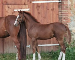 jumper Petite Fleur S (German Riding Pony, 2022, from Pink Floyd 65)