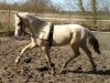 dressage horse Chadiz (German Riding Pony, 2014, from Top Christobell)