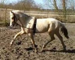 dressage horse Chadiz (German Riding Pony, 2014, from Top Christobell)