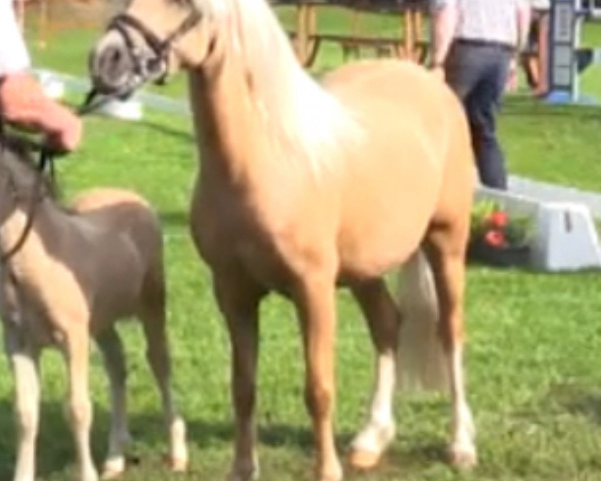 broodmare Rhydgwillim Angeline (Welsh mountain pony (SEK.A), 2009, from Fosterhouses Huckleberry)