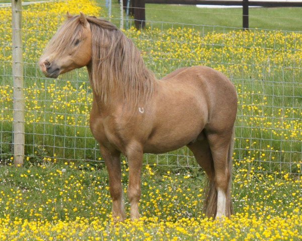 Deckhengst Fosterhouses Huckleberry (Welsh Mountain Pony (Sek.A), 2002, von Owston Hullabaloo)