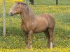 Deckhengst Fosterhouses Huckleberry (Welsh Mountain Pony (Sek.A), 2002, von Owston Hullabaloo)