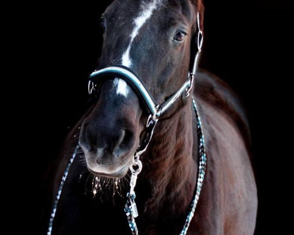 broodmare Murmel (Hanoverian, 1999, from Meilenstiefel)